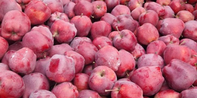 I have in offer apples of the Red Chief