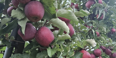 Mam w ofercie jabłka odmiany Red Jonaprince, rozmiar 65/85,