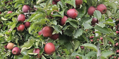 I have in offer apples of the Red Jonaprince