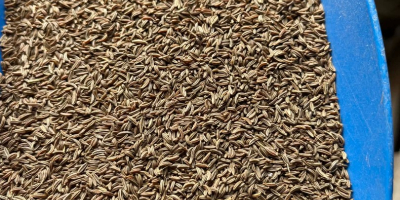 Gospodarstwo rolne z wieloletnim doświadczeniem w uprawie kminku podejmie