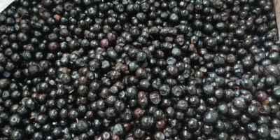 Mrożone truskawki i borówki IQF Pochodzenie: Białoruś Oferujemy wysokiej