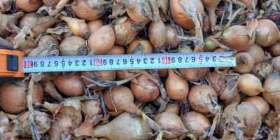 Sprzedam cebule odmiana Bila kaliber średni nr tel[telefon]