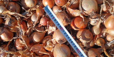 Sprzedam cebule odmiana Bila kaliber średni nr tel[telefon]