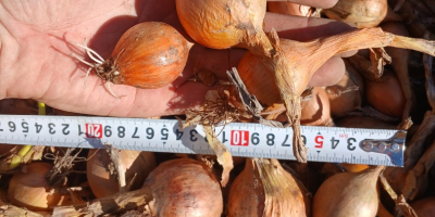 Sprzedam cebule odmiana Bila kaliber średni nr tel[telefon]