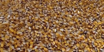 Sprzedam 8 ton kukurydzy. Suszona naturalnie w szopie. Znajdujemy