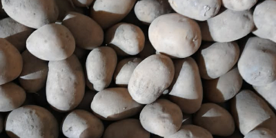 Sprzedam ziemniaki jadalne jak na zdjęciach. Odmiana to Owacja.