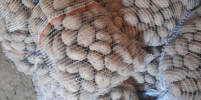 Sprzedam ziemniaki jadalne jak na zdjęciach. Odmiana to Owacja.