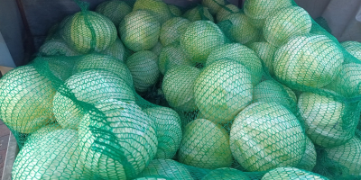 Kapusta biała odmiana Storka, kaliber 1-3 kg, zdrowa, zielona