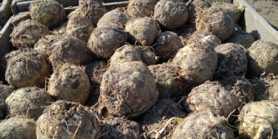 Sprzedam na brudno selera, ręcznie ogławiany, odmiany holenderskie Cena