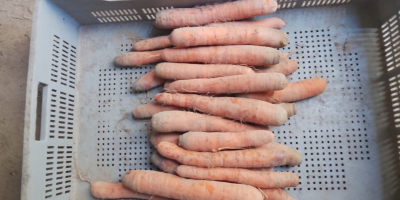 PRZEDAM WARZYWA HURT - MAZOWIECKIE (okolice Warszawy) Gospodarstwo oferuje: