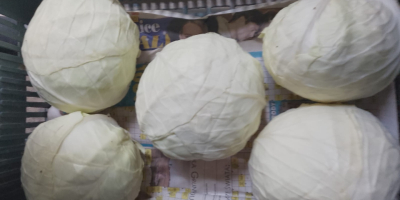 PRZEDAM WARZYWA HURT - MAZOWIECKIE (okolice Warszawy) Gospodarstwo oferuje: