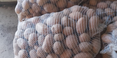 PRZEDAM WARZYWA HURT - MAZOWIECKIE (okolice Warszawy) Gospodarstwo oferuje: