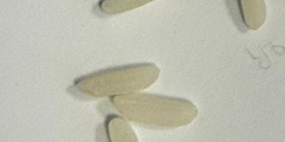 Długi biały ryż. Pochodzenie: Surinam (region Karaibów). Ten wysokiej