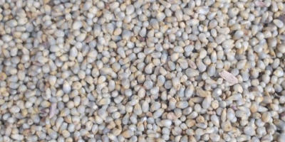 Posiadamy produkty rolne do sprzedaży w Nigerii, takie jak: