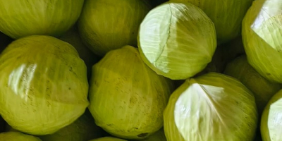 Kapusta biała  -  odmiana Zoltan Kapusta biała idealna zarówno