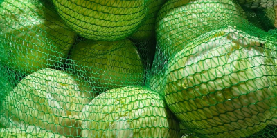 Kapusta biała  -  odmiana Zoltan Kapusta biała idealna zarówno