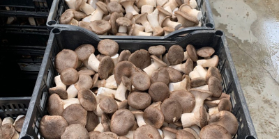 Jesteśmy firmą AGRIFUNGHI BASILICATA, specjalizującą się w produkcji boczniaków