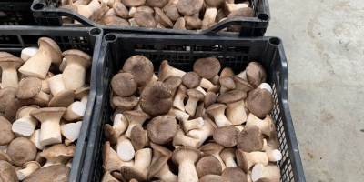 Jesteśmy firmą AGRIFUNGHI BASILICATA, specjalizującą się w produkcji boczniaków