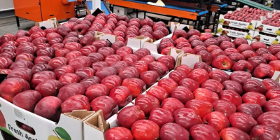 Sprzedaż jabłek z Mołdawii - wysoka jakość, świeży zbiór