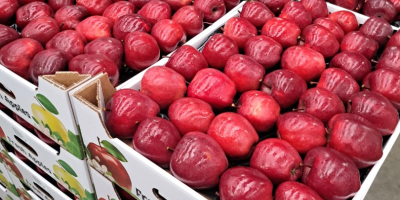 Sprzedaż jabłek z Mołdawii - wysoka jakość, świeży zbiór