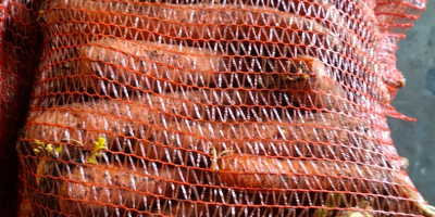 Sprzedam marchew niemyta/myta kal 2,5-4 worek szyty/bb/luz ilości tirowe