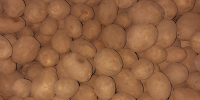 Sprzedam ziemniaki odmiany Lilly, przeważnie twarde i mączyste, sortowane