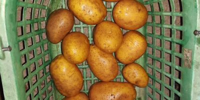 Sprzedam ziemniaki odmiany Lilly, przeważnie twarde i mączyste, sortowane
