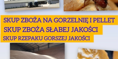 Kupię zboże słabej jakości na pellet i gorzelnię również