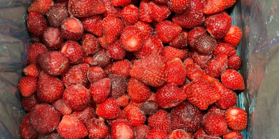 Truskawka mrożona pochodzenia Serbia Odmiana Viktoria Ilość dostępna 80
