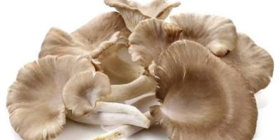 Witam. Sprzedam boczniak ostrygowaty w ilości hurtowej. Cena i