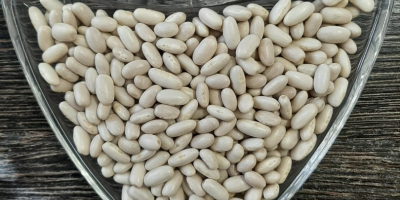 Sprzedamy. Fasola biała ALUBIA Ilość 22 ton Rok zbiorów