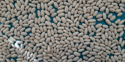 Sprzedamy. Fasola biała ALUBIA Ilość 22 ton Rok zbiorów