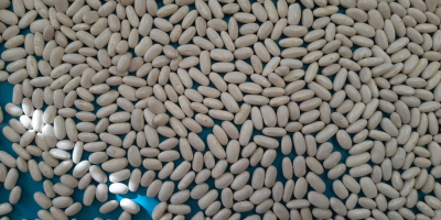 Sprzedamy. Fasola biała ALUBIA Ilość 22 ton Rok zbiorów