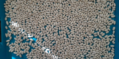 Sprzedamy. Fasola biała ALUBIA Ilość 22 ton Rok zbiorów