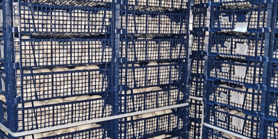 Kupię pieczarki w bardzo dużych ilościach, mogę też kupić