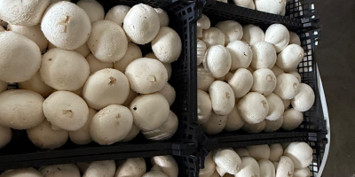 Kupię pieczarki w bardzo dużych ilościach, mogę też kupić