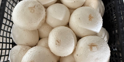 Kupię pieczarki w bardzo dużych ilościach, mogę też kupić