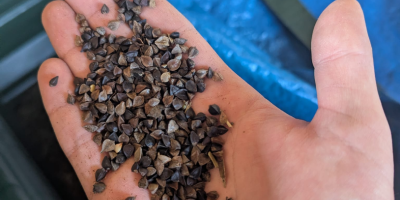 Oferujemy grykę (1,9 tony), zbiór w 2025 roku, suszoną,