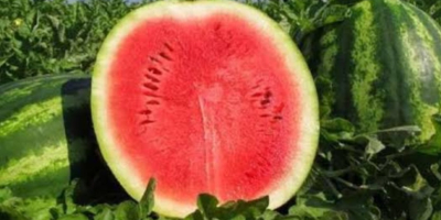 Witamy. Nasze przedsiębiorstwo rolne Garant Agro, zlokalizowane na południu