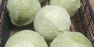 Sprzedam kapustę białą odmiany Zenon, kal 1-3. Kapusta ładna,