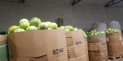 Sprzedam kapustę białą odmiany Zenon, kal 1-3. Kapusta ładna,