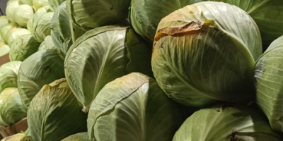 Sprzedam kapustę białą odmiany Zenon, kal 1-3. Kapusta ładna,