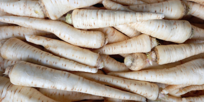 Sprzedam korzeń pietruszki po uzgodnieniu