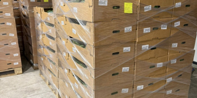 Świeże ogórki, prosto od producenta na eksport! Jeśli szukasz