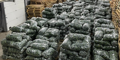 Świeże ogórki, prosto od producenta na eksport! Jeśli szukasz