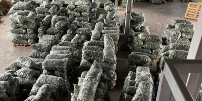 Świeże ogórki, prosto od producenta na eksport! Jeśli szukasz