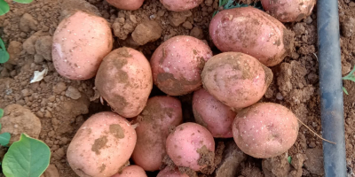 Ziemniaki Lady Rosetta | Odmiana klasy przetwórczej do produkcji