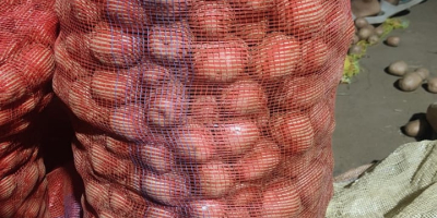 Ziemniaki Lady Rosetta | Odmiana klasy przetwórczej do produkcji