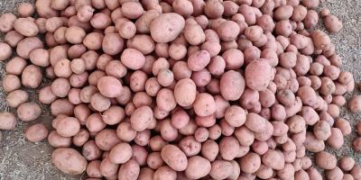 Ziemniaki Lady Rosetta | Odmiana klasy przetwórczej do produkcji