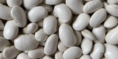 Sprzedam FASOLĘ JAŚ w rozmiarze 85-90 oraz 100-120. Towar